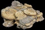 Dactylioceras Ammonite Cluster - Germany #77182-2